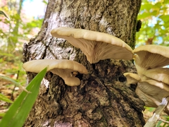 Pleurotus populinus