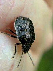 Orsilochides guttata