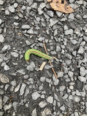 Lapara coniferarum