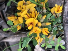 Pultenaea largiflorens