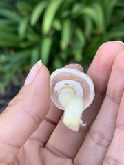 Agaricus californicus