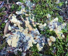 Trichoderma citrinum