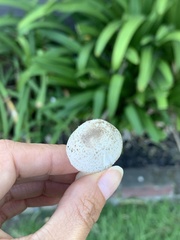 Agaricus californicus