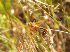 Sympetrum rubicundulum