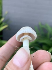 Agaricus californicus