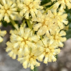 Acacia pentadenia