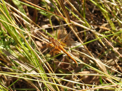 Sympetrum rubicundulum