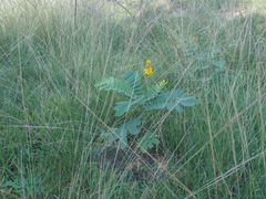 Senna reticulata