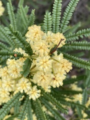 Acacia pentadenia