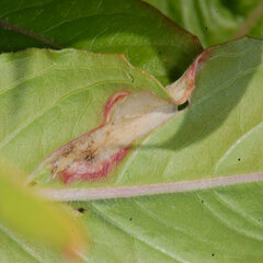 Aristotelia isopelta