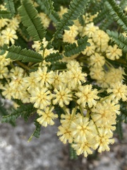 Acacia pentadenia