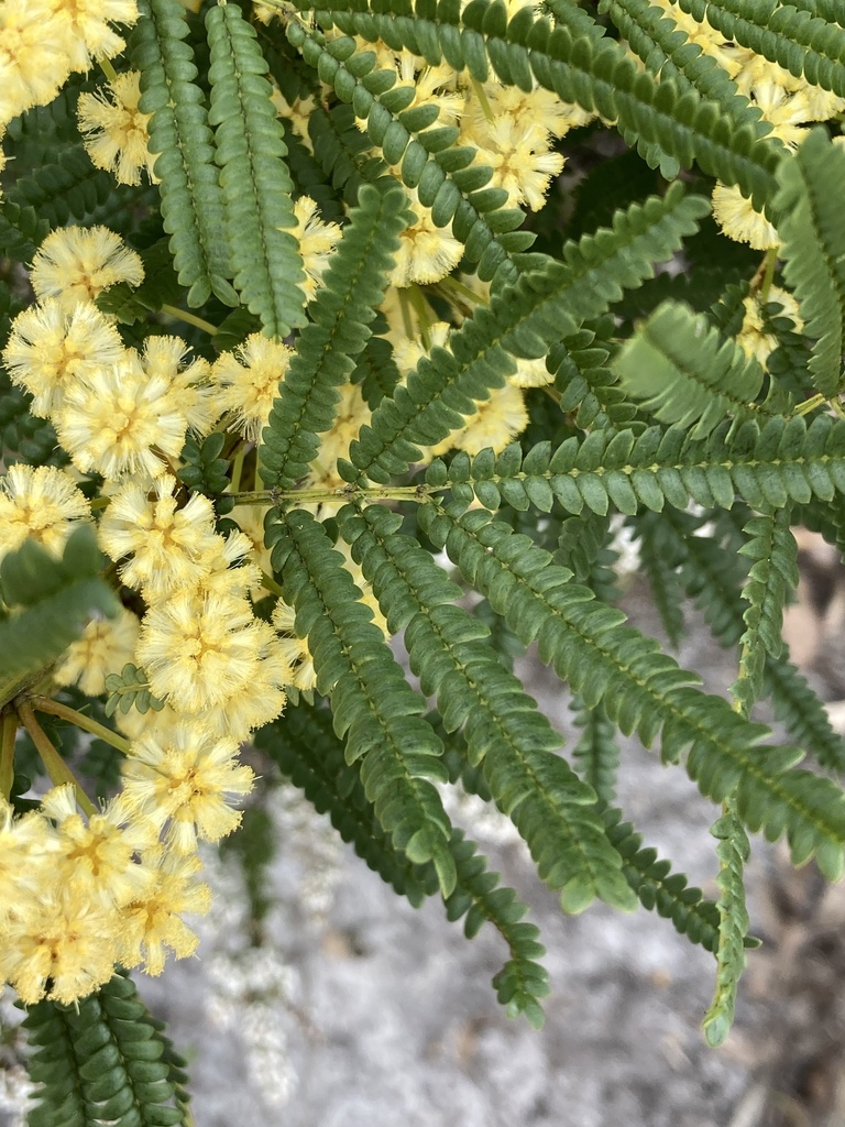 Karri Wattle