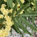 Acacia pentadenia - Photo (c) pimelea, μερικά δικαιώματα διατηρούνται (CC BY-NC), uploaded by pimelea
