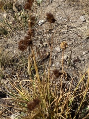 Juncus ensifolius
