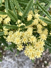 Acacia pentadenia