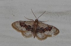 Idaea gemmata