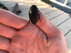 Hydrophilus triangularis