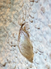 Hemerobius