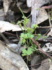 Hydrocotyle callicarpa