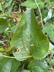 Smilax herbacea