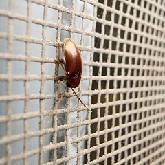 Ptilodactyla