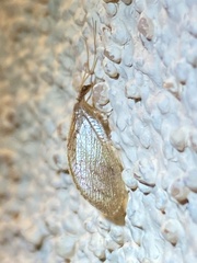 Hemerobius