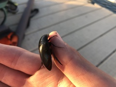 Hydrophilus triangularis