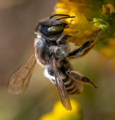 Megachiloides