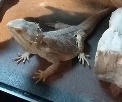 Pogona