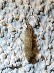Hemerobius