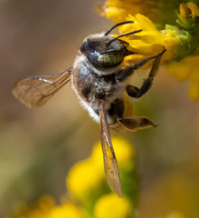 Megachiloides