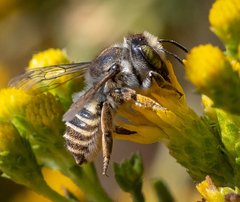 Megachiloides