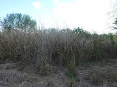 Sorghinae