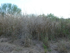 Sorghinae
