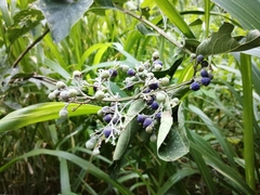 Vitex trifolia