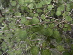 Coprosma areolata