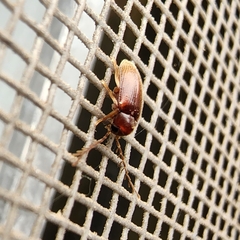 Ptilodactyla