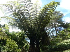 Cyathea medullaris