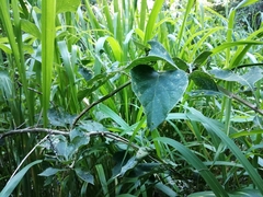 Vitex trifolia