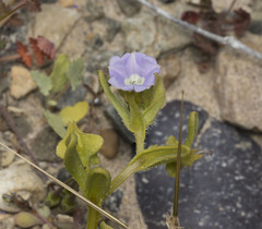 Nolana parviflora