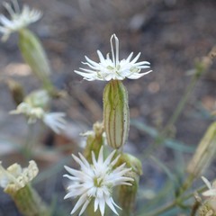 Silene bernardina