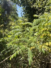 Cnestis polyphylla