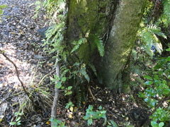 Blechnum filiforme