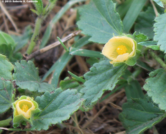 Rhynchosida physocalyx