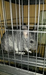 Chinchilla lanigera