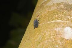 Acraephia perspicillata