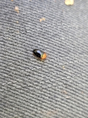 Triplax thoracica