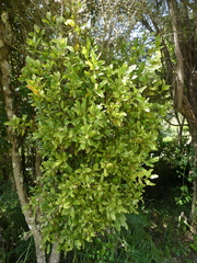 Ileostylus micranthus