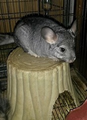 Chinchilla lanigera