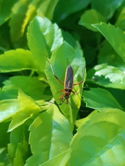 Stenomacra marginella
